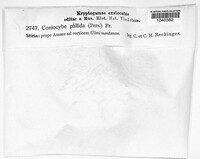 Image Associated With the Occurence